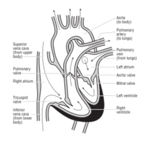 58294main_The.Brain.in.Space-page-121-heart-cross-section