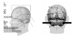 58294main_The.Brain.in.Space-page-34-brain-model