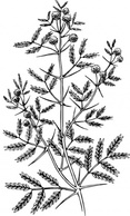 Nature - Acacia clip art 