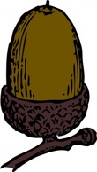 Acorn clip art 