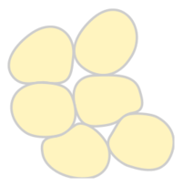 Adipose Tissue Preview