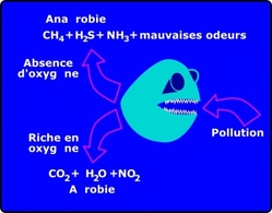 Aerobic Anaerobic clip art