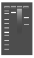 Agarose Gel