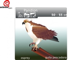 Animals - Aguila Pescadora clip art 