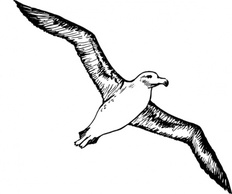 Animals - Albatross clip art 