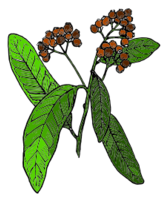 Allspice (colored Version)