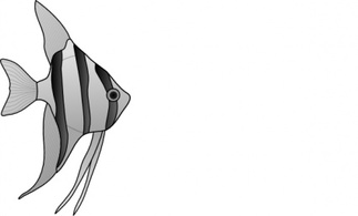 Animals - Altum Angelfish clip art 