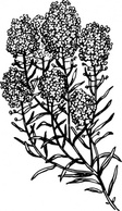 Alyssum clip art Preview