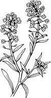 Nature - Alyssum clip art 