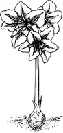 Nature - Amaryllis clip art 