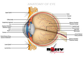 Miscellaneous - Anatomy of Eye 