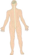 Anatomy vector 2 