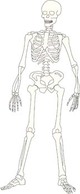 Anatomy vector 3 