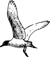 Animals Birds Gull Franklins Preview