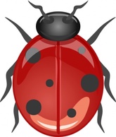 Animals Lady Bugs Ladybug Bug Coccinella Coccinelle Insect Animal Coccinellidae Preview