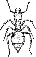 Ant clip art