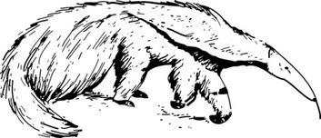 Anteater clip art 