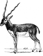 Antelope clip art Preview