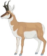 Antelope Vector 1 Preview