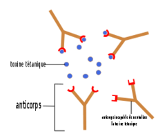 Anticorps Antigene