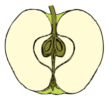 Apple In Cross Section