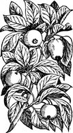 Food - Apples On A Branch clip art 