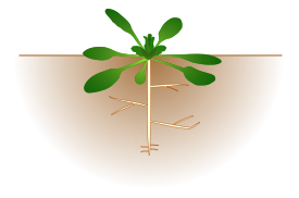 Arabidopsis Thaliana