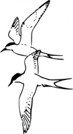 Arctic Tern clip art Preview