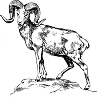 Animals - Argali clip art 