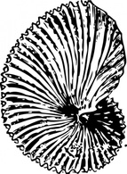 Argonaut Shell clip art