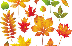 Abstract - Autumn Leaves Vector 1 
