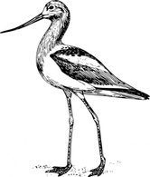 Avocet clip art Preview