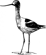 Avocet clip art Preview