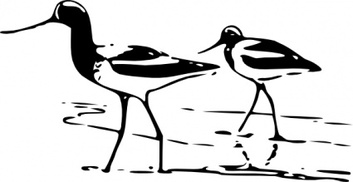 Animals - Avocet clip art 