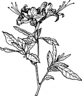 Azalea clip art