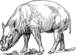 Animals - Babirusa clip art 