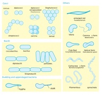 Business - Bacterial Morphology Diagram clip art 