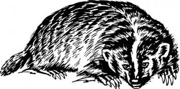 Badger clip art 