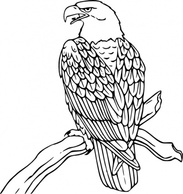 Animals - Bald Eagle clip art 