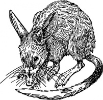 Animals - Bandicoot clip art 