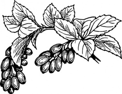 Barberry clip art