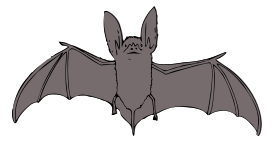 Bat