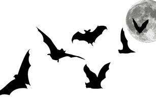 Nature - Bats and Full Moon 