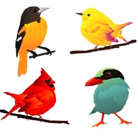 Animals - Beautiful Birds 