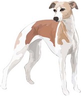 Animals - Beautiful Dog Vector 4 