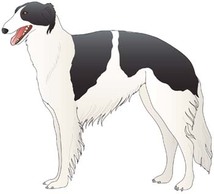 Beautiful Dog Vector 6