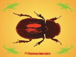 Animals - Beetle 