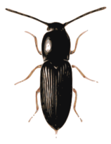 Animals - Beetle (cardiophorus) 