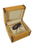 Objects - Beetle in a Box 