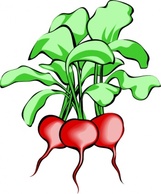 Beets clip art Preview